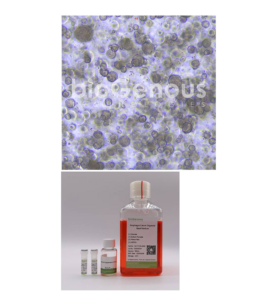 Esophagus Cancer Organoid Kit食道癌