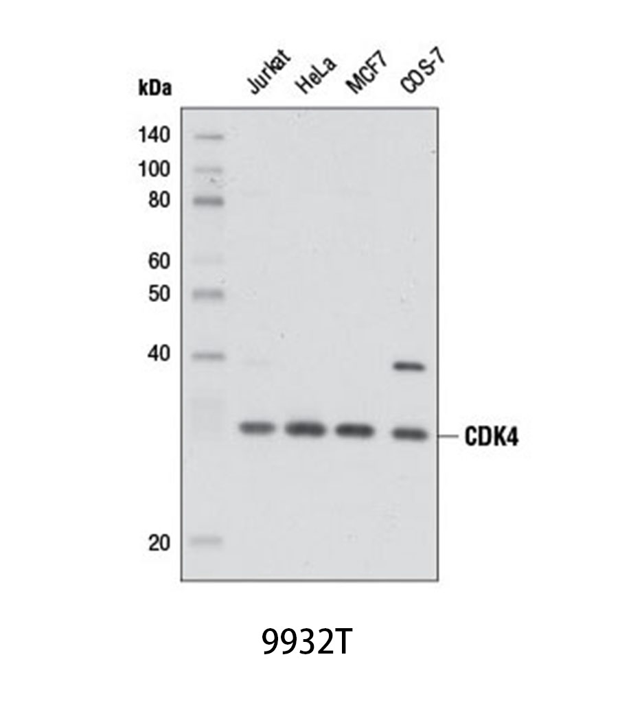 Cell Cycle Regulation Antibody Sampler Kit