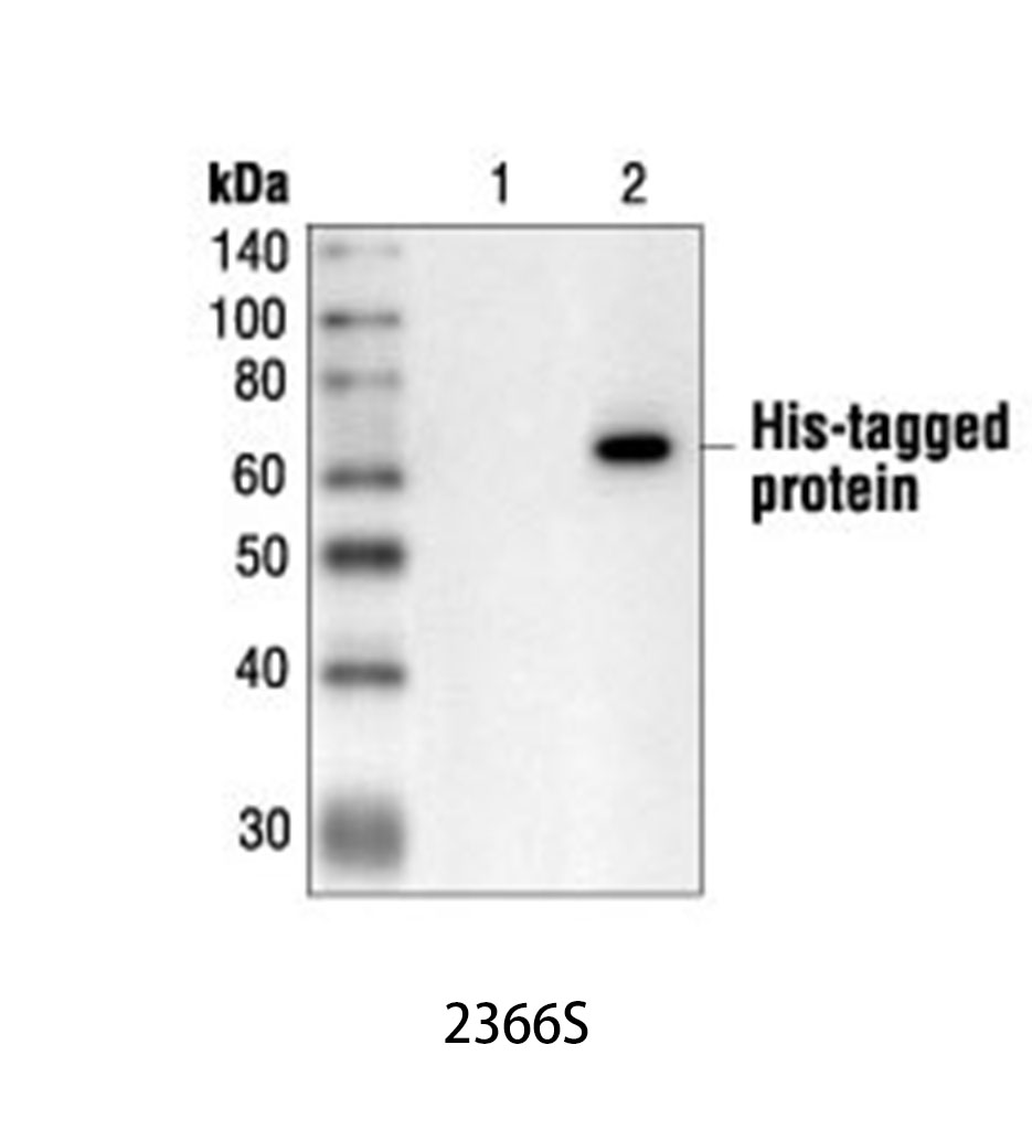 His-Tag (27E8) Mouse mAb