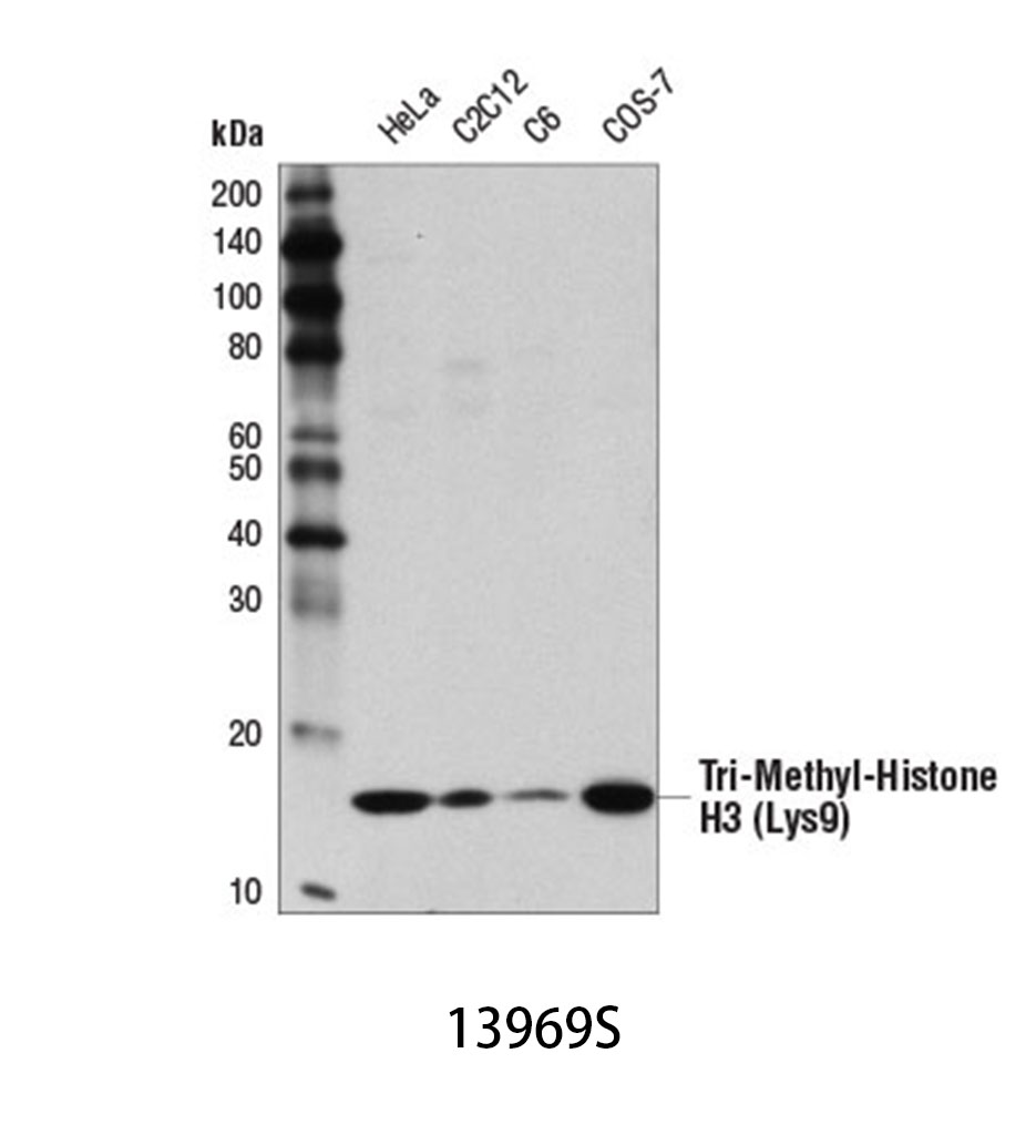 Tri-Methyl-Histone H3 (Lys9) (D4W1U) Rabbit mAb