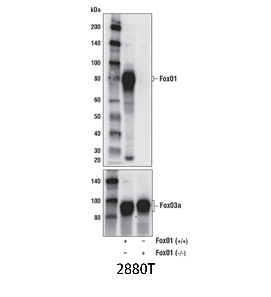 FoxO1 (C29H4) Rabbit mAb
