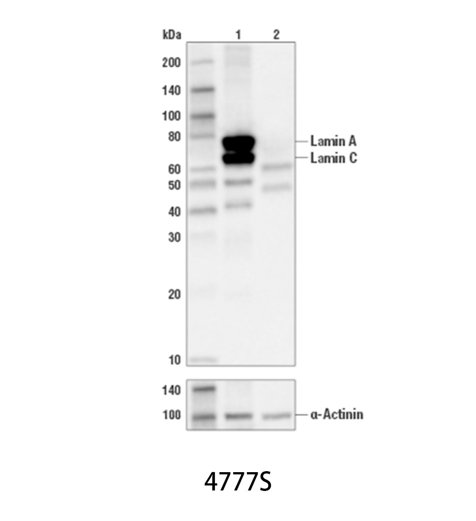 Lamin A/C (4C11) Mouse mAb