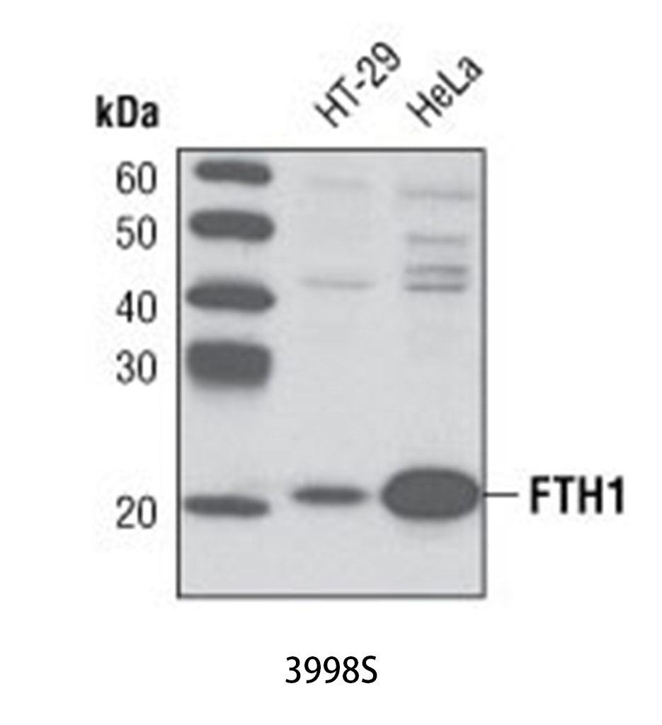 FTH1 Antibody