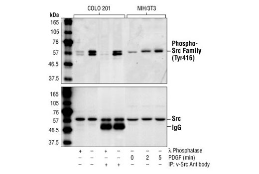 Phospho-Src Family (Tyr416) Antibody
