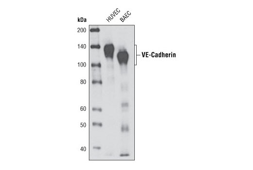 VE-Cadherin (D87F2) XP Rabbit mAb