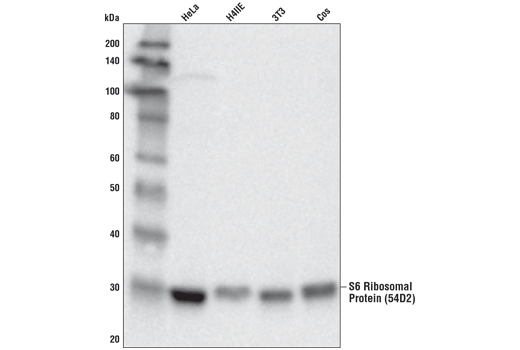 S6 Ribosomal Protein (54D2) Mouse mAb