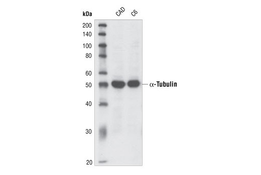 α-Tubulin Antibody