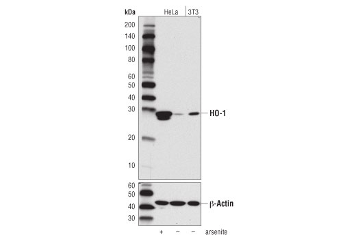 HO-1 Antibody
