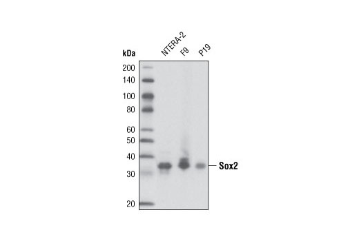 Sox2 (L1D6A2) Mouse mAb