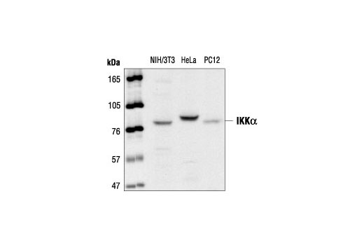 IKKα Antibody