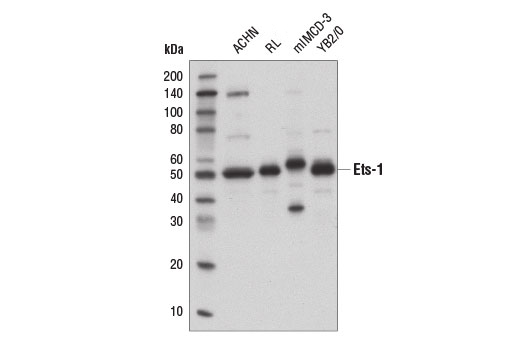 ETS-1 (D8O8A) Rabbit mAb