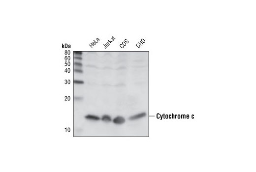 Cytochrome c (136F3) Rabbit mAb