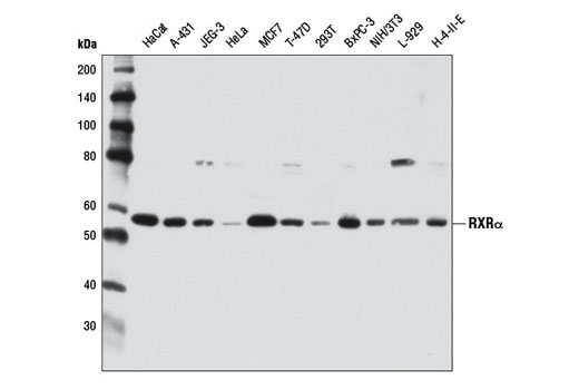 RXRα (D6H10) Rabbit mAb