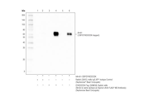 DYKDDDDK Tag (D6W5B) Rabbit mAb (Binds to same epitope as Sigma's Anti-FLAGM2 Antibody) (SepharoseBead Conjugate)