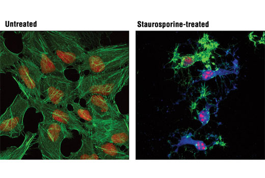 Cleaved Caspase-3 (Asp175) (D3E9) Rabbit mAb (Alexa Fluor 647 Conjugate)