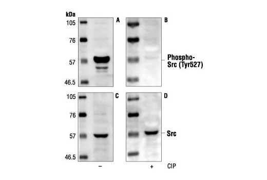 Phospho-Src (Tyr527) Antibody