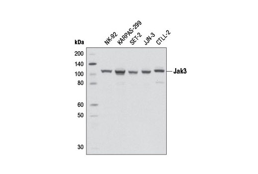 Jak3 (D7B12) Rabbit mAb