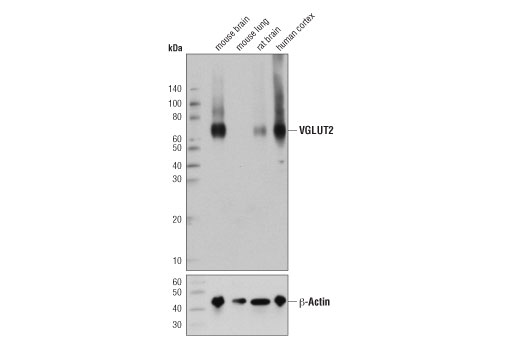 VGLUT2 (D7D2H) Rabbit mAb