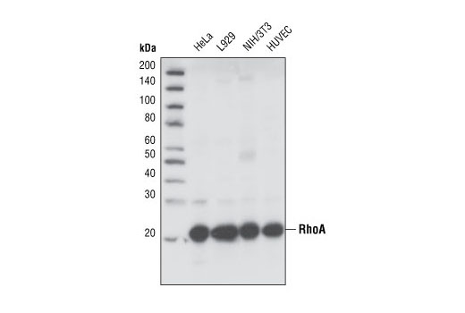 RhoA (67B9) Rabbit mAb