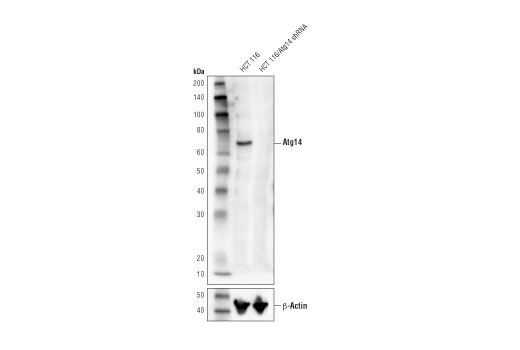 Atg14 (D1A1N) Rabbit mAb