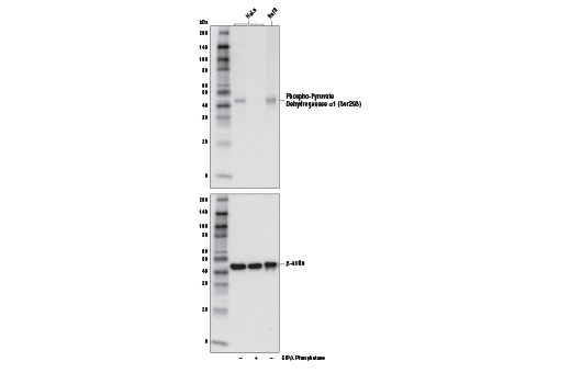 Phospho-Pyruvate Dehydrogenase α1 (Ser293) Antibody