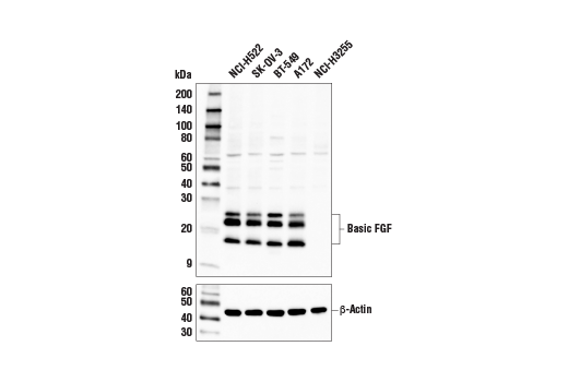 Basic FGF Antibody