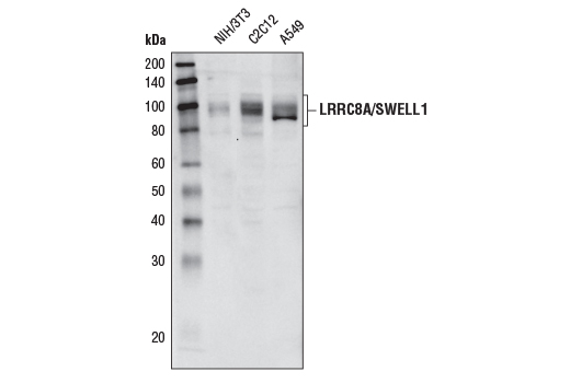 LRRC8A/SWELL1 Antibody