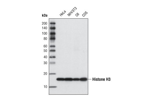 Histone H3 (96C10) Mouse mAb