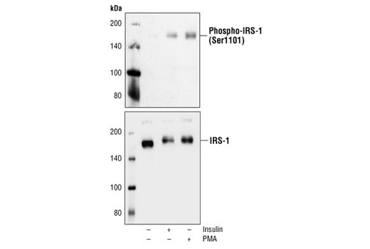 Phospho-IRS-1 (Ser1101) Antibody