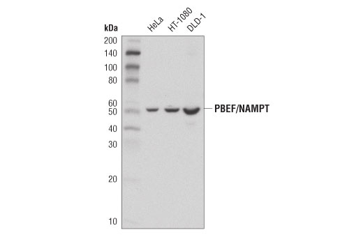 PBEF/NAMPT (D1K6D) Rabbit mAb