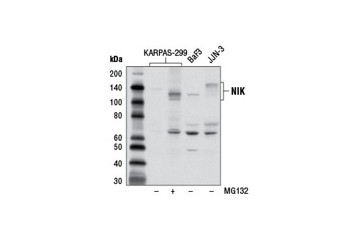 NIK Antibody