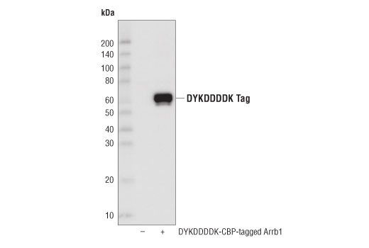 DYKDDDDK Tag (D6W5B) Rabbit mAb (Binds to same epitope as Sigma's Anti-FLAG M2 Antibody) (HRP Conjugate)