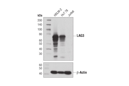 LAG3 (D2G4O) XP Rabbit mAb