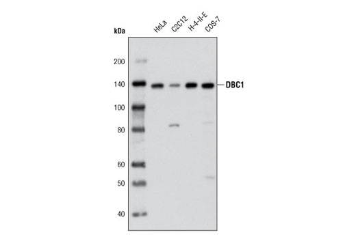 DBC1 Antibody
