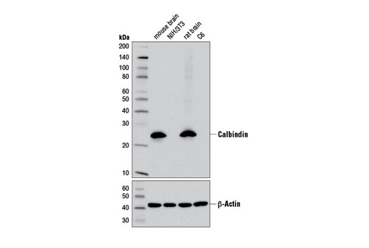 Calbindin (D1I4Q) XP Rabbit mAb