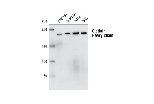 Clathrin Heavy Chain (P1663) Antibody