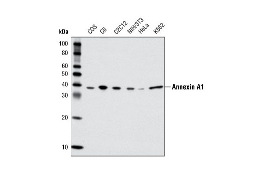 Annexin A1 Antibody