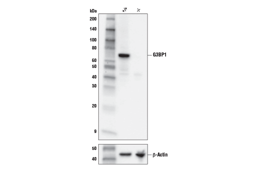 G3BP1 Antibody