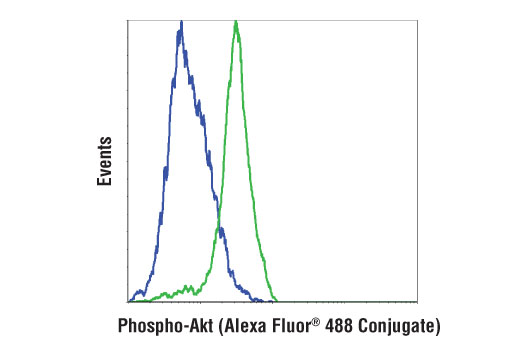 Phospho-Akt (Thr308) (D25E6) XP Rabbit mAb (Alexa Fluor 488 Conjugate)