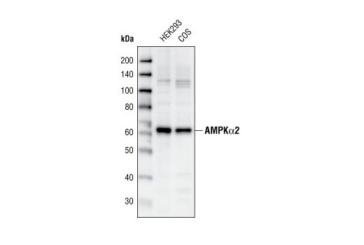 AMPKα2 Antibody