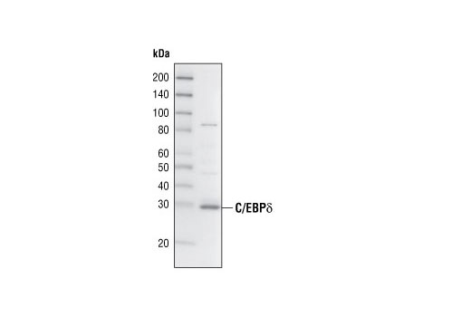 C/EBPδ Antibody