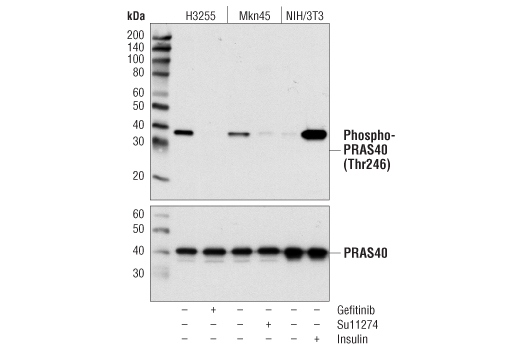 Phospho-PRAS40 (Thr246) (C77D7) Rabbit mAb