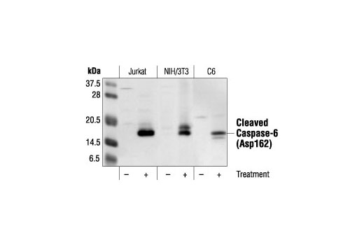 Cleaved Caspase-6 (Asp162) Antibody