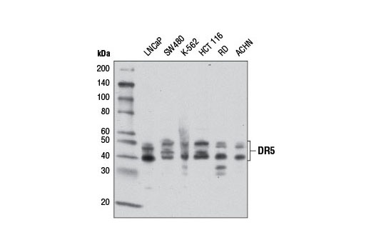 DR5 (D4E9) XP Rabbit mAb