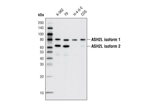ASH2L (D93F6) XP Rabbit mAb