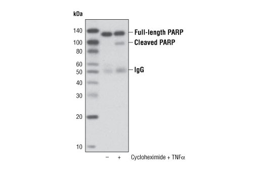 PARP (46D11) Rabbit mAb (Sepharose Bead Conjugate)