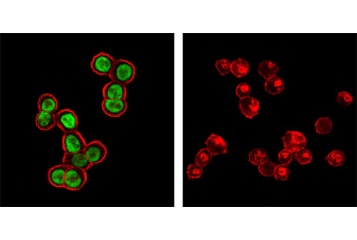 p53 (7F5) Rabbit mAb (Alexa Fluor 488 Conjugate)