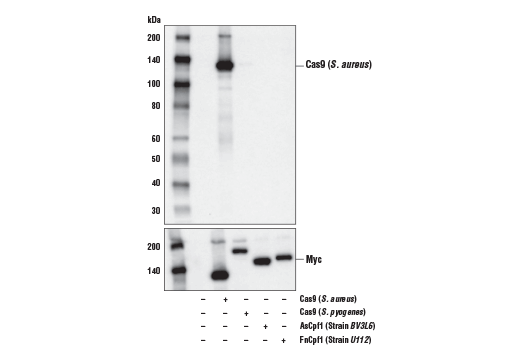 Cas9 (<i>S. aureus</i>) (E4G3U) Rabbit mAb