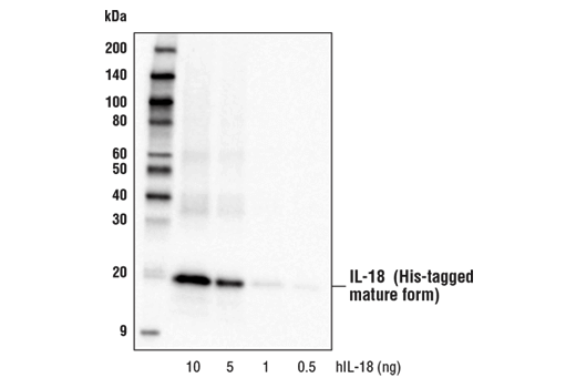 IL-18 (D2F3B) Rabbit mAb