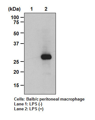 Anti-Mincle (Mouse) mAb